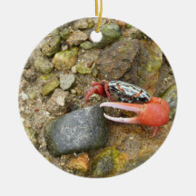 Crabe de Beach Fiddler