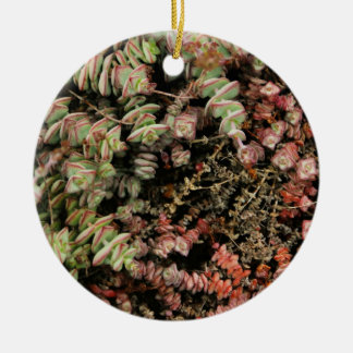 Décoration En Céramique Crassula perforata