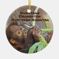Espèces en voie de disparition Série Sumatran Oran