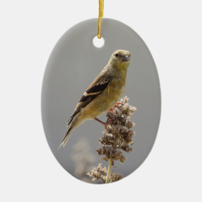 Décoration En Céramique Goldfinch (Devant)