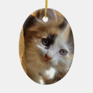 Décoration En Céramique Heterochromie Calico Kitten