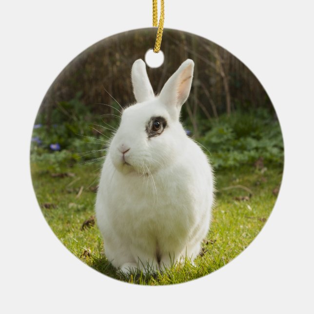 Décoration En Céramique Lapin nain blanc Hotot lapin (Devant)
