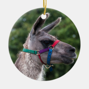 Décoration En Céramique Llama supériorité