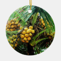 noix de coco sur l'arbre