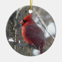 Oiseau cardinal de photographie-chanson en