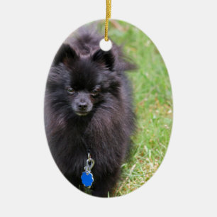 Décoration En Céramique Pablo le Pomeranian