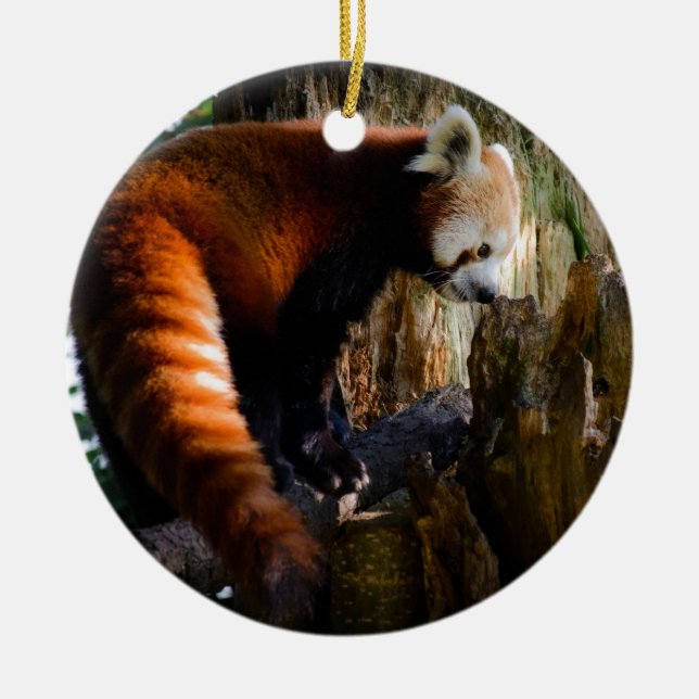Décoration En Céramique panda rouge curieux (Devant)