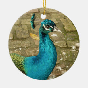 Décoration En Céramique Peacock Belle photographie nature