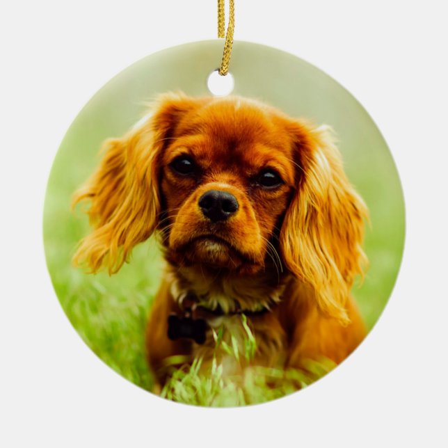 Décoration En Céramique Ruby Cavalier King Charles Spaniel (Devant)