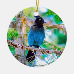 Décoration En Céramique Steller's Jay - Photographie originale