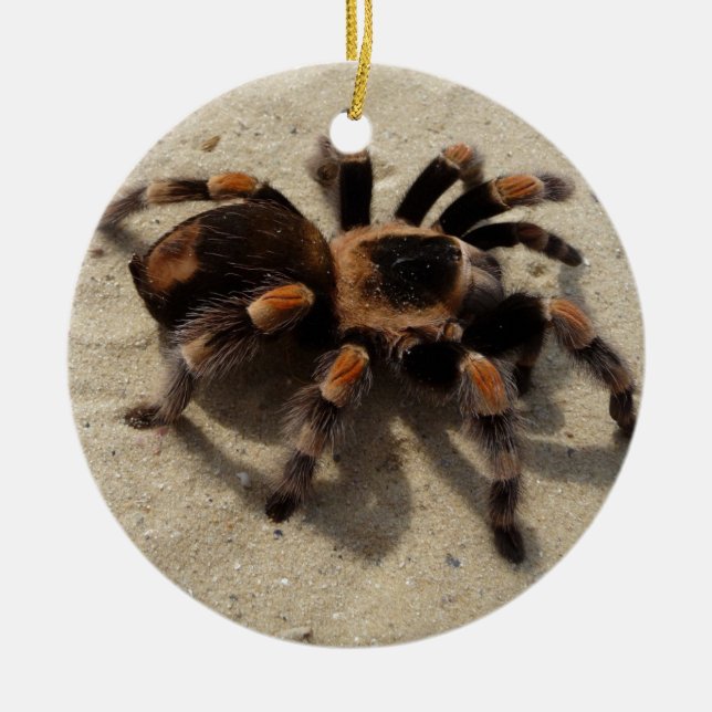 Décoration En Céramique Tarantula brachypelma rouge genou toxique (Devant)
