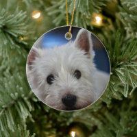 Terrier Westie ultra mignon