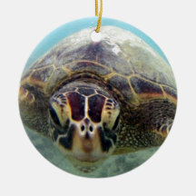 Tortue d'Hawaï