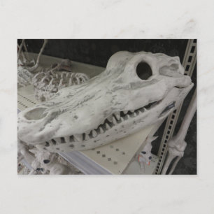 Decorative Gator Skull Postkarte