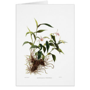 Décorums de Sobralia