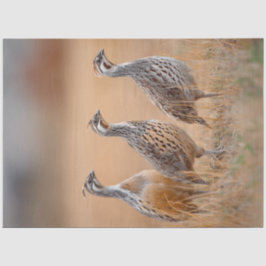 Decoupage 3 Gambel Birds in Field of Sage Grass Seidenpapier