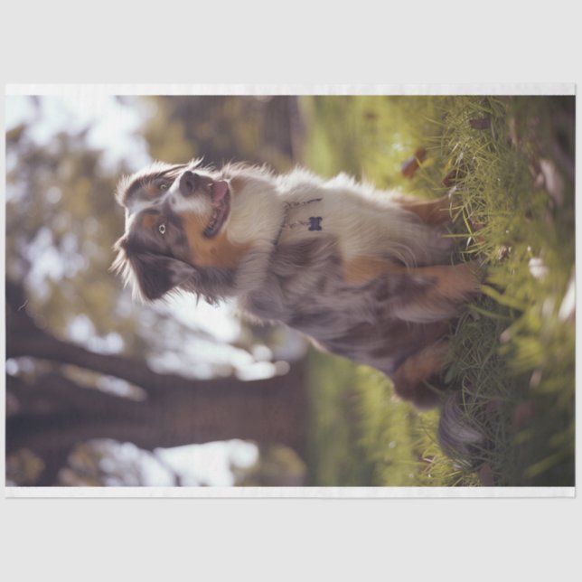 Decoupage Australian Shepherd Buddy Seidenpapier (Vorderseite)