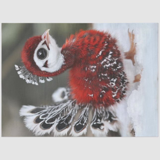 Decoupage Christmas Bird in Red and Black Feathers Seidenpapier (Vorderseite)