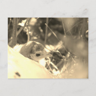 Dédication sucrée - Carte postale