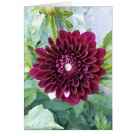 Deep Lila Dahlia Blume Blank Card