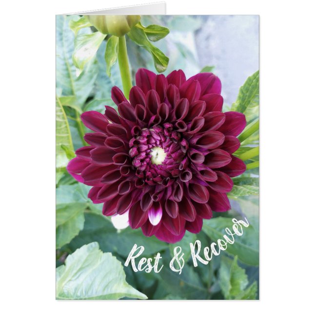 Deep Lila Dahlia Blume Erholung und Wiederherstell (Vorne)