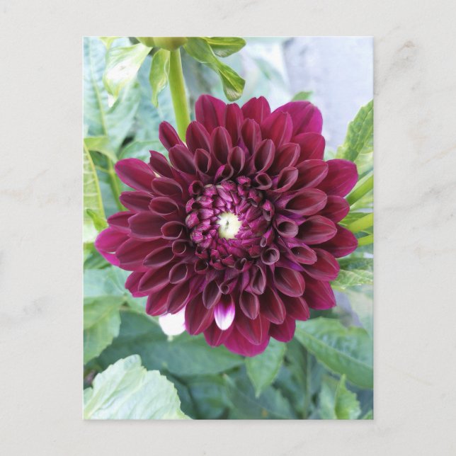 Deep Lila Dahlia Blume Postkarte (Vorderseite)