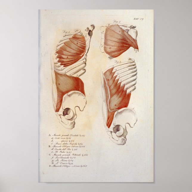 Deep Muscles Chest Abdomen Anatomy Print French Poster (Vorne)