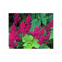 Deep Pink Astilbe Blooms Blumen
