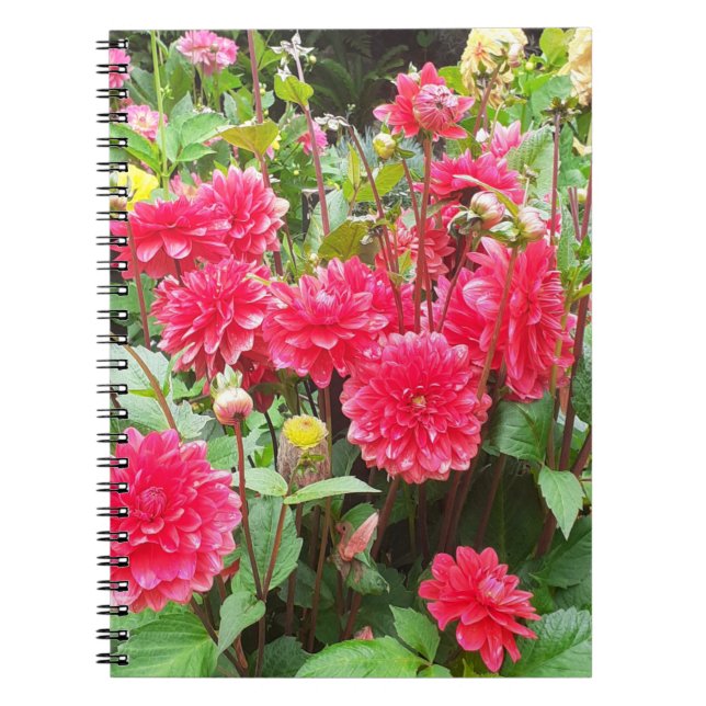 Deep Pink Dahlias Spiral Notebook Notizblock (Vorderseite)