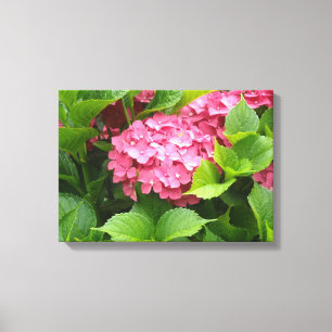 Deep Pink Hydrangea Bloom Leinwanddruck