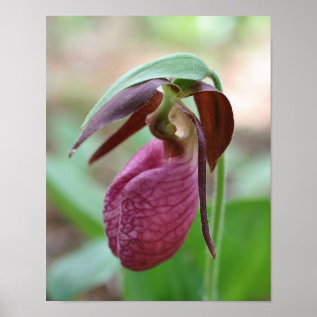 Deep Pink Lady Slipper Orchid Blume Poster (Vorne)