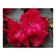Deep Pink Rhododendron Bloom Floral Fotografie