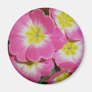 Deep Pink Yellow Primrose Magnet