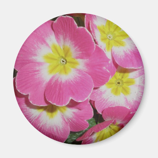 Deep Pink Yellow Primrose Magnet (Vorne)