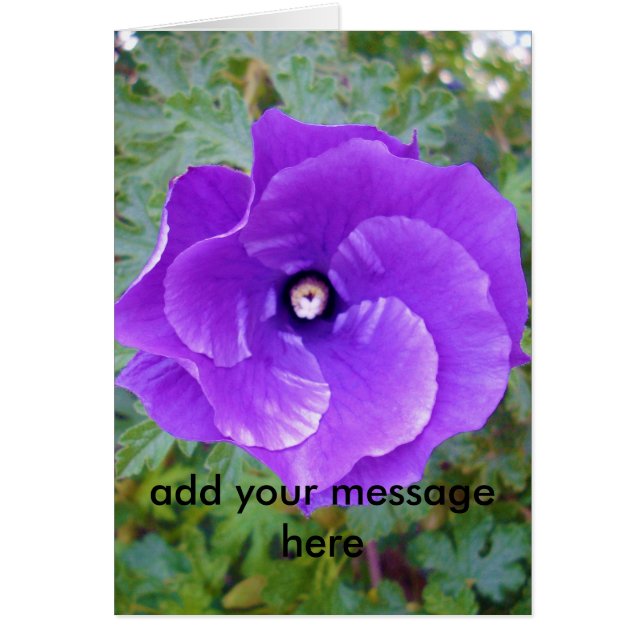 Deep Purple Hibiscus Flower (Devant)