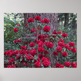 Deep Red Rhododendrons Floral Fotografy Poster