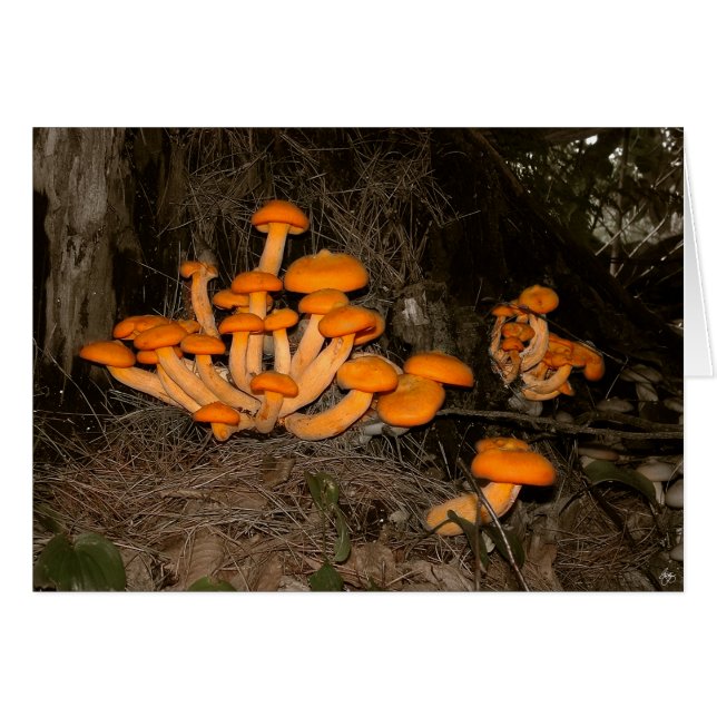 Deep Woods Trove (Vorderseite (Horizontal))