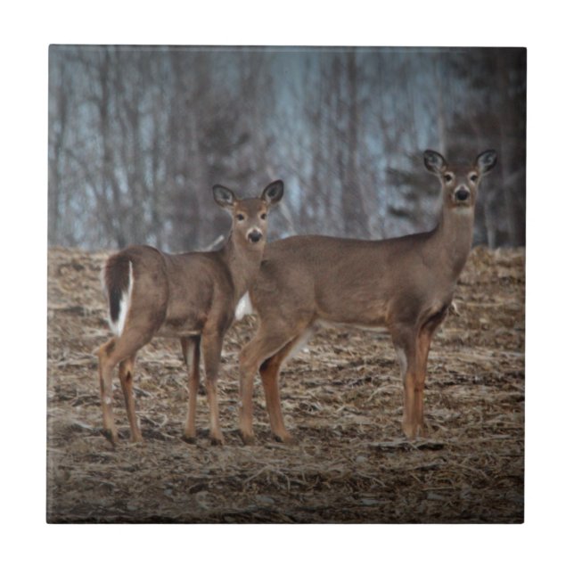 Deer_0337v Fliese (Vorderseite)