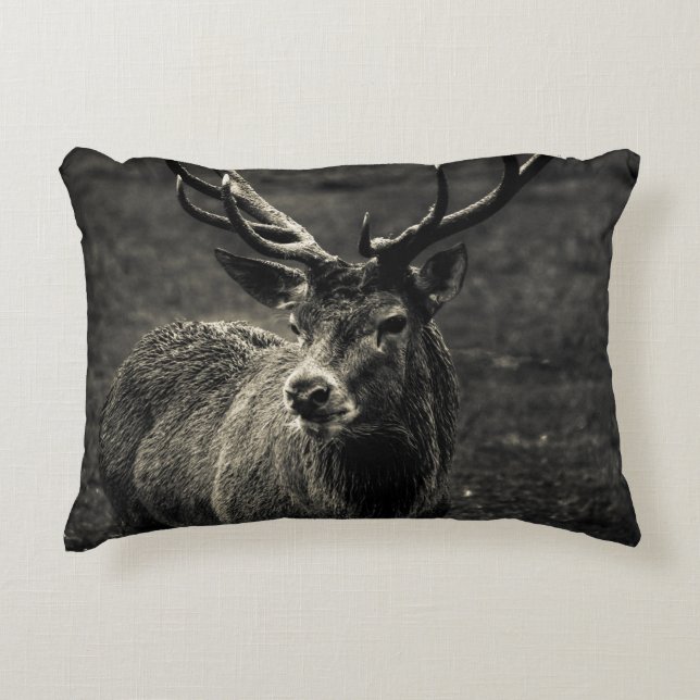 DEER 12 POINT BUCK DEKOKISSEN (Vorderseite)