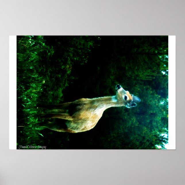 Deer at Dusk Poster (Vorne)