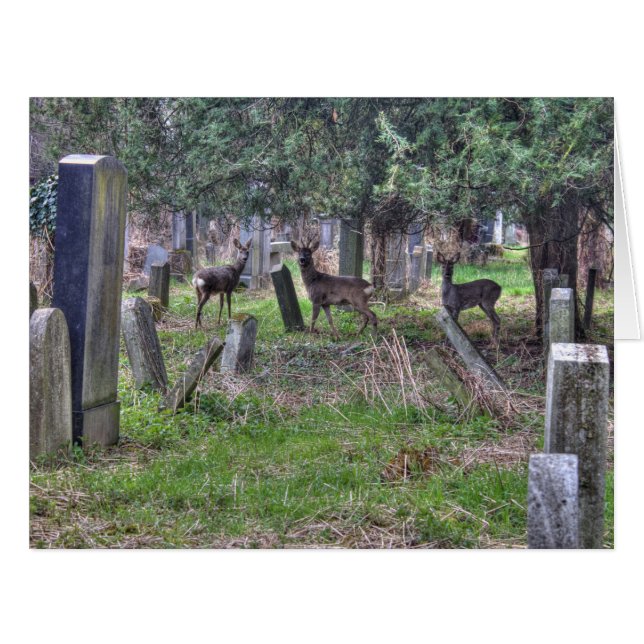 Deer at Zentralfriedhof (Vorderseite (Horizontal))