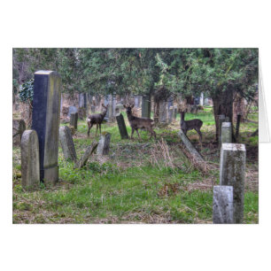 Deer at Zentralfriedhof
