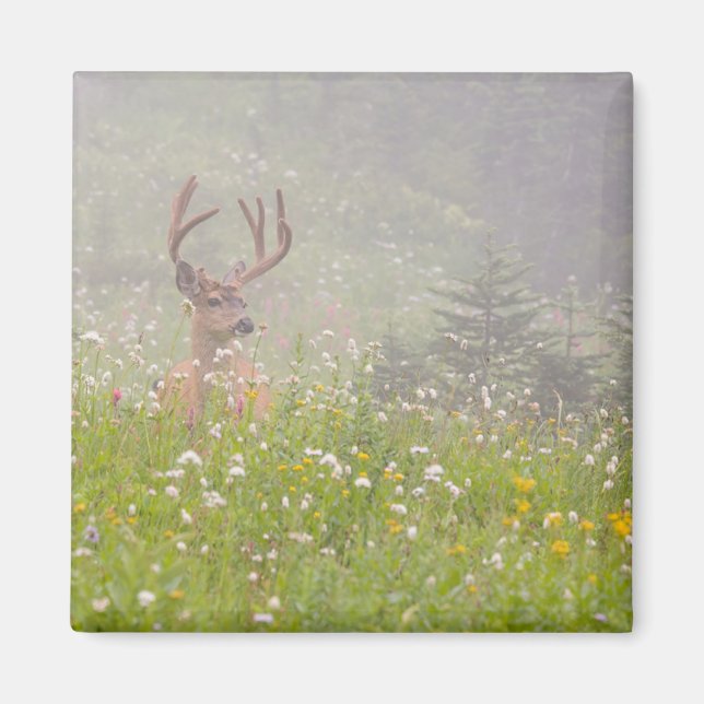 Deer Buck | Nationalpark Rainier Magnet (Vorne)