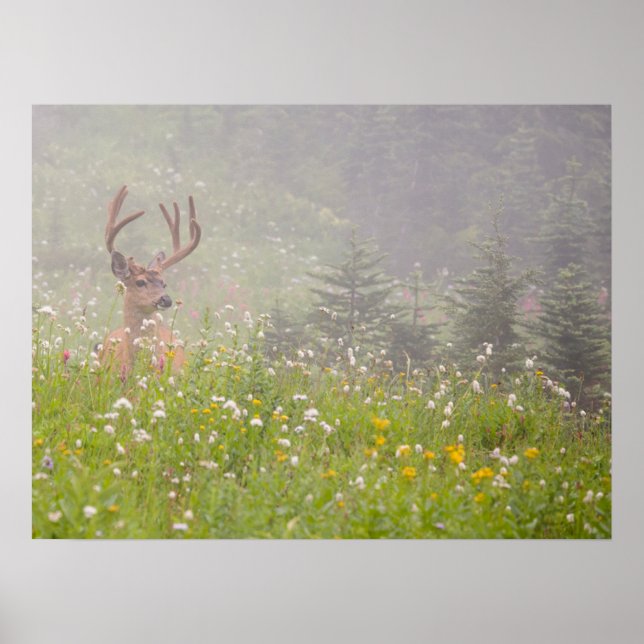 Deer Buck | Nationalpark Rainier Poster (Vorne)