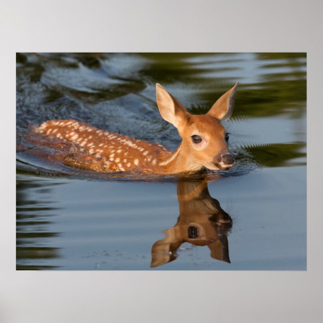 Deer Fawn | Minnesota Poster (Vorne)