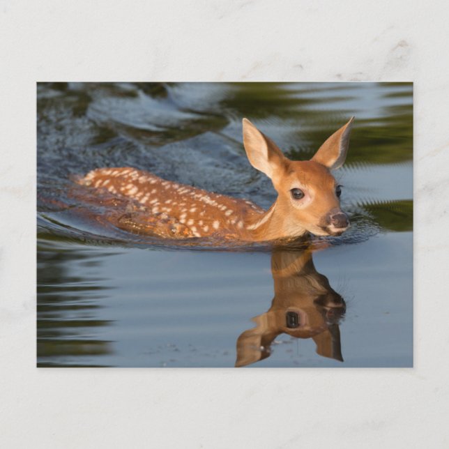 Deer Fawn | Minnesota Postkarte (Vorderseite)