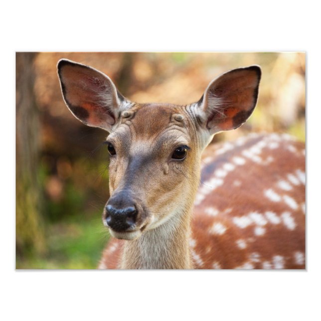 Deer Fawn Portrait Fotodruck (Vorne)