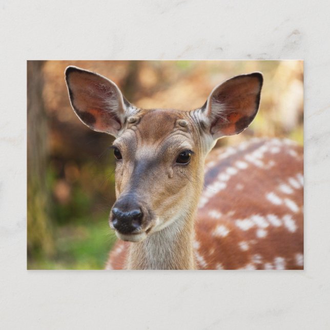 Deer Fawn Portrait Postkarte (Vorderseite)