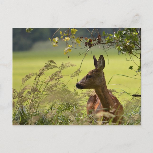 Deer Greetings Postkarte (Vorderseite)
