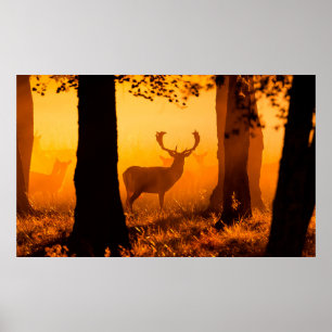 Deer in a danish forestdeer, autumn, beautiful, de poster
